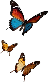 Butterflies